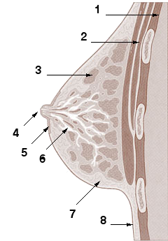 An anatomy drawing of a woman's breast An anatomy drawing of a woman's breast