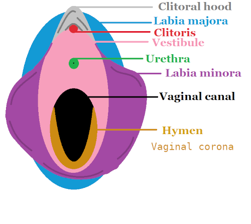 Diagram of a vulva Diagram of a vulva