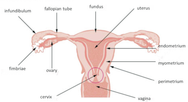 A diagram of the female reproductive system showing the Fallopian tubes A diagram of the female reproductive system showing the Fallopian tubes